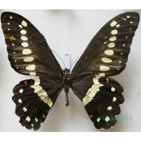 Papilio lormieri Distant, 1874 C.A.R. 99mm69